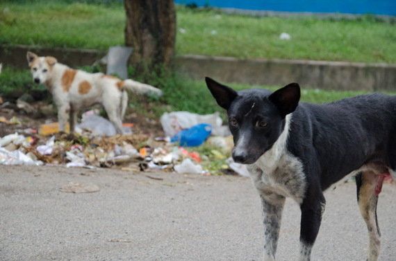 The Problem Of Plenty: Managing India's Stray Dog Population | HuffPost ...