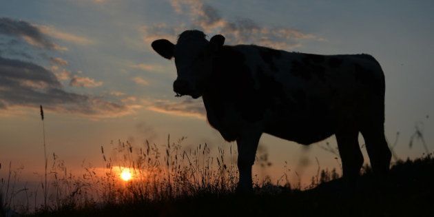 A cow is silhouetted against the rising sun as it stands on a pasture at the Loferer Alm, in the Austrian province of Salzburg, on Tuesday, July 17, 2014. The weather is expected to stay friendly and warm. (AP Photo/Kerstin Joensson)