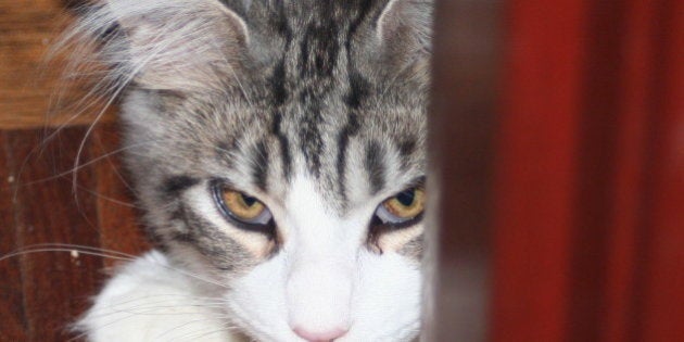 Winston is always ready for chasing Kit Kat - here he is waiting behind a door for him to pass by!I passed 30,000 views on my photostream sometime today. Seven of my images have over 1,000 views with two images having over 3,000 views each (they were taken in India and are views of a mural depicting the Karma Sutra; so if you go looking for them I have forewarned you of the content!). Made Explore 7th January 2008 # 499