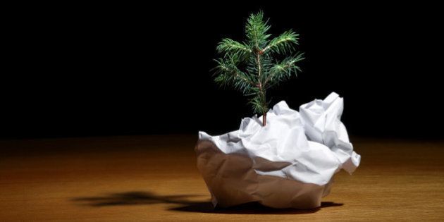 Tree Emerging from Crumpled Paper