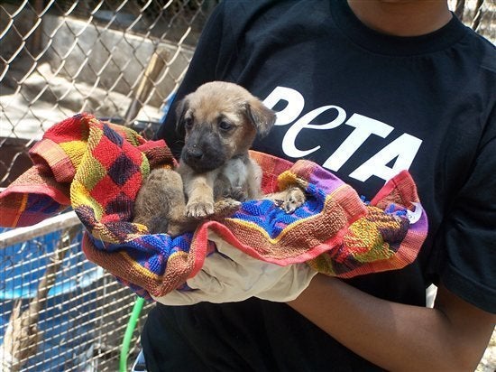 NHRC, Being Speciesist Hurts People Too | HuffPost News NHRC, Being Speciesist Hurts People Too | HuffPost News