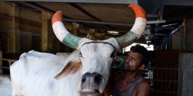 To go with India-politics-religion-beef, FEATURE by Peter HutchisonIn this photograph taken on June 8, 2015, an Indian worker attends to a bullock at The Shree Gopala Goshala - cow shelter in Asangaon some 75kms north-east of Mumbai. At a care home for cows just outside the Indian city of Mumbai, dedicated staff lovingly tend to the every need of its ageing bovine residents, recently saved from slaughterhouses. AFP PHOTO/ Indranil MUKHERJEE (Photo credit should read INDRANIL MUKHERJEE/AFP/Getty Images)