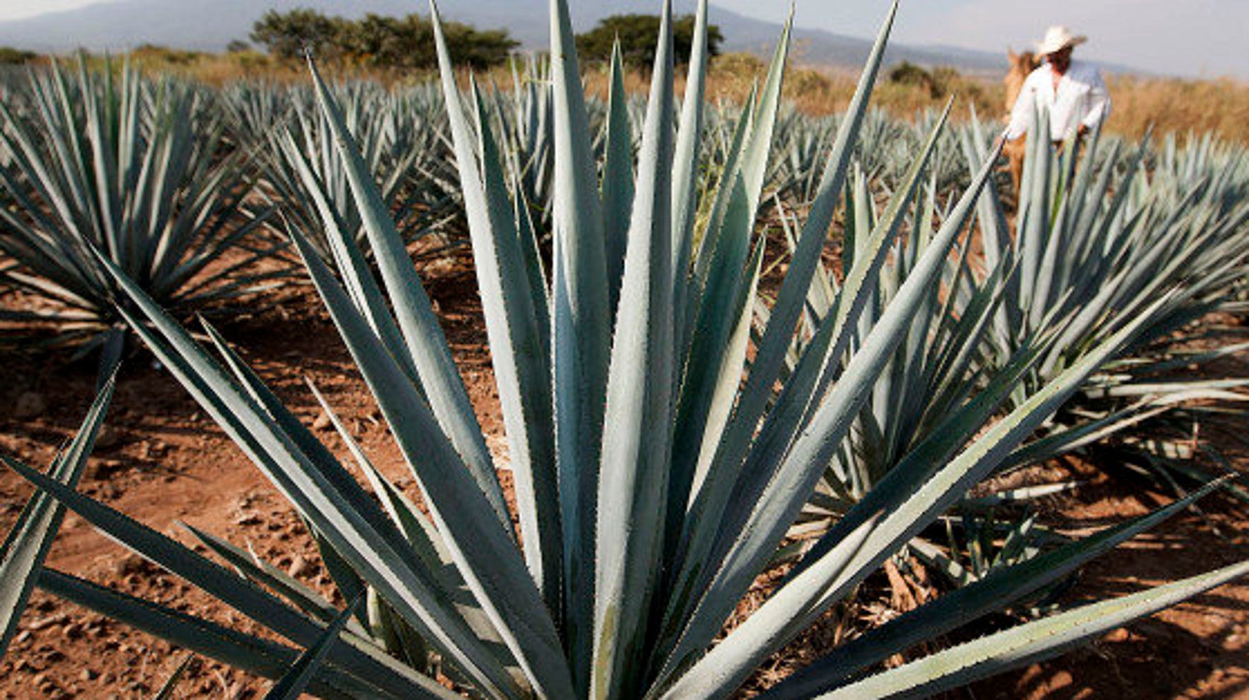 agave price Century Plant (Agave Americana) main image 1