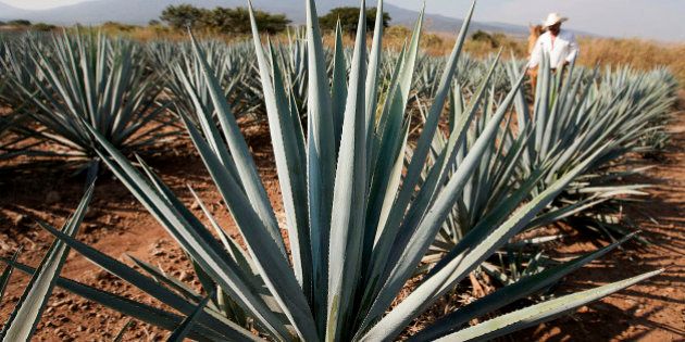 Tequila agave plants, also known as blue agave, grow in a field owned by Tequila Cuervo La Rojena S.A. de C.V., maker of Jose Cuervo, in Guadalajara, Mexico, on Thursday, Nov. 22 2012. There are more than 200 types of agave in Mexico, but use of the blue agave plant was made compulsory in the last century to the issuance of the Official Mexican Standard for Tequila production. Photographer: Susana Gonzalez/Bloomberg via Getty Images