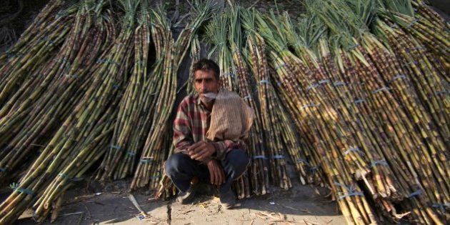 A sugarcane farmer waits for buyers at a roadside wholesale market in Jammu, India, Saturday, April 6, 2013. India has decided to lift curbs on its $15.5 billion sugar industry that restricted sales of sugar on the open market and required mills to sell sugar to the government at a deep discount. (AP Photo/Channi Anand)