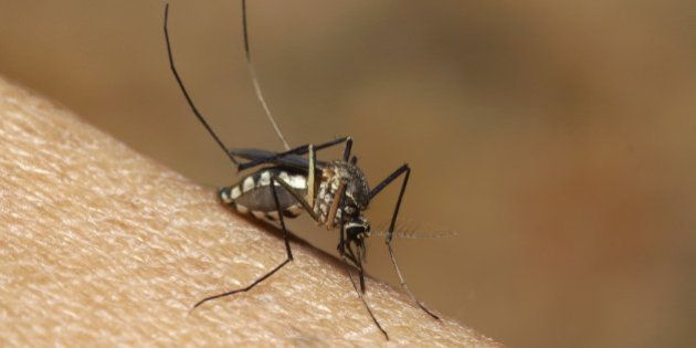 Mosquito sucking human blood on extreme macro