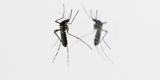 An Asian Tiger mosquito is pictured, on September 29, 2015 in Nice, Southeastern France. The Asian tiger mosquito, which has distinctive black and white stripes, was introduced to Europe in the late 1970s via a goods shipment from China to Albania. AFP PHOTO / VALERY HACHE (Photo credit should read VALERY HACHE/AFP/Getty Images)