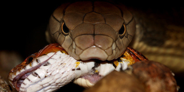 PHOTOS: These Are India's Deadliest Snakes | HuffPost Null