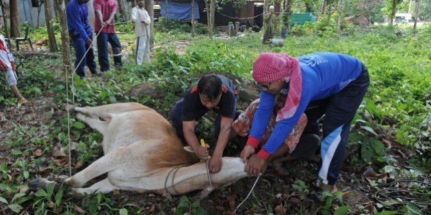 Thai Muslim villagers slaughter a cow during the Eid al-Adha festival in Thailand's southern province of Narathiwat on September 26, 2015. Muslims across the world celebrate the annual festival of Eid al-Adha, or the Festival of Sacrifice, which marks the end of the Hajj pilgrimage to Mecca and in commemoration of Prophet Abraham's readiness to sacrifice his son to show obedience to God. AFP PHOTO / Madaree TOHLALA (Photo credit should read MADAREE TOHLALA/AFP/Getty Images)