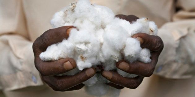 Hands of an Indian man holding raw cotton.