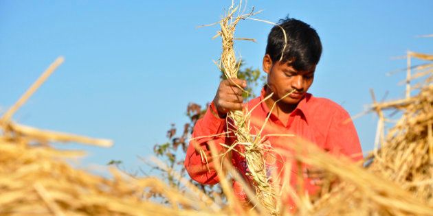 Indian boy working wearing red shirt in the rice field on a sunny day...