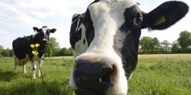 Close-up of two curious cows. Low angle view taken in Friesland, German North Sea Region