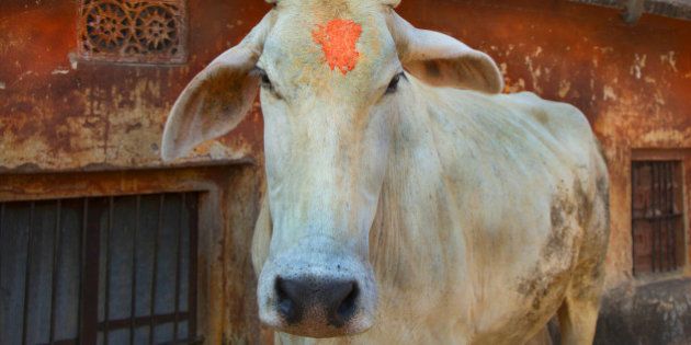 Holy cow wandering near Jaipur monkey temple.