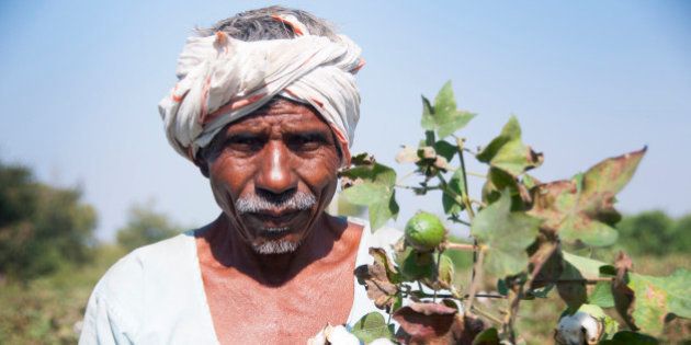 Indian farmer in cotton field