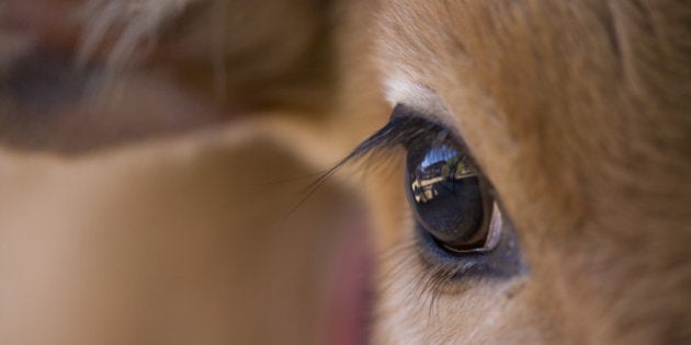 Close-up of the eye of a local cow calf, Bandhavgarh National Park, Madhya Pradesh, India