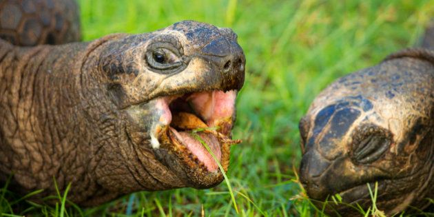 Giant tortoise (Geochelone gigantea). Vulnerable species. . Seychelles islands.
