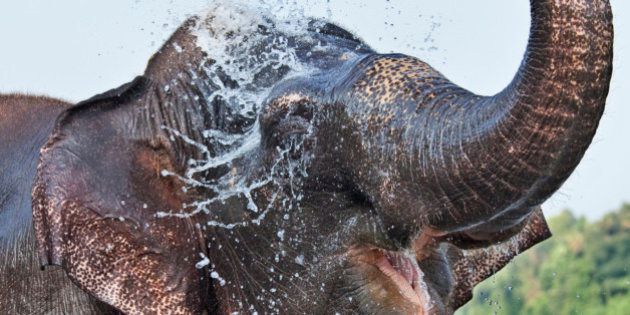 The Indian Elephant, (Elephas maximus indicus), is one of four subspecies of the Asian Elephant, the largest population of which is found in India.
