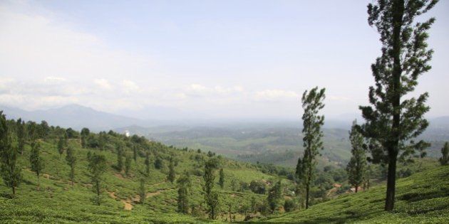 (GERMANY OUT) India - Wayanad: tea estate in the Nilgiri Hills (Photo by Forster/ullstein bild via Getty Images)