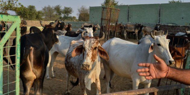 To go with India-politics-religion-beef,FOCUS by Abhaya SRIVASTAVAIn this photograph taken on November 5, 2015, cows gather at a cow shelter owned by Babulal Jangir, a rustic self-styled leader of cow raiders, and Gau Raksha Dal (Cow Protection Squad) in Taranagar in the desert state of Rajasthan. Cow slaughter and consumption of beef are banned in Rajasthan and many other states of officially secular India which has substantial Muslim and Christian populations, and almost every night a vigilante squad lie in wait for suspected cattle smugglers, in a bid to enforce the ban. AFP PHOTO/CHANDAN KHANNA (Photo credit should read Chandan Khanna/AFP/Getty Images)