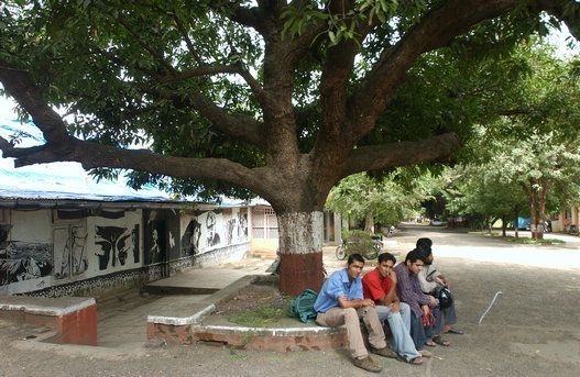 View of the Wisdom Tree at Film and Television Institute of India ( FTII) in Pune, Mahararashtra, India