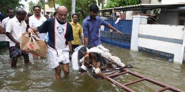 Indian flood-affected people move an injured dog in rain-hit areas on the outskirts of Chennai on November 17, 2015. India has deployed the army and air force to rescue flood-hit residents in the southern state of Tamil Nadu, where at least 71 people have died in around a week of torrential rains. AFP PHOTO (Photo credit should read STR/AFP/Getty Images)