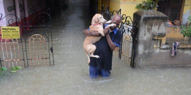 An Indian man carries his dog on a flooded street following heavy rain in Chennai on November 16, 2015. Large areas of the southern Indian city of Chennai have been flooded following days of heavy rain. AFP PHOTO (Photo credit should read STR/AFP/Getty Images)