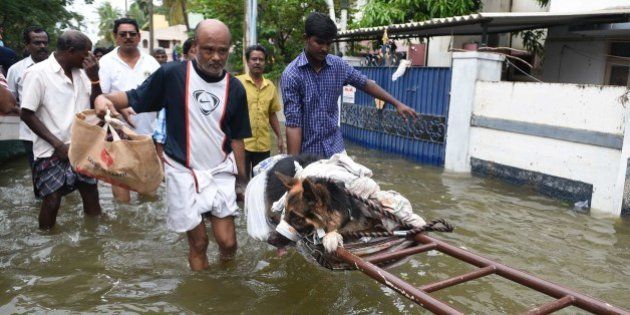 Indian flood-affected people move an injured dog in rain-hit areas on the outskirts of Chennai on November 17, 2015. India has deployed the army and air force to rescue flood-hit residents in the southern state of Tamil Nadu, where at least 71 people have died in around a week of torrential rains. AFP PHOTO (Photo credit should read STR/AFP/Getty Images)