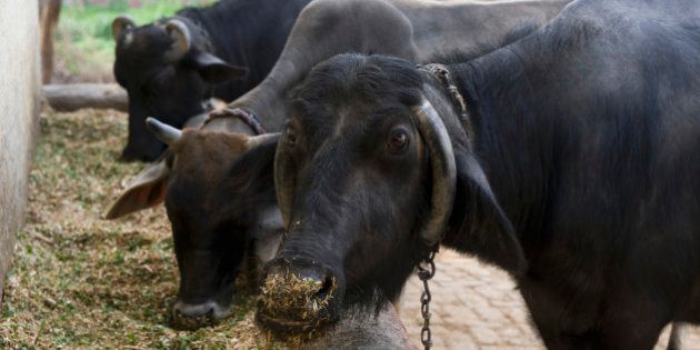 Two water buffaloes (Bubalus bubalis) with a cow, Hasanpur, Haryana, India
