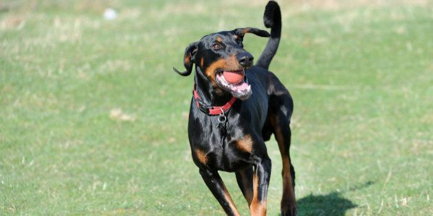 DUNSTABLE, UNITED KINGDOM - APRIL 06: Dexter the Doberman enjoys chasing a ball on a sunny day on April 06, 2015 in Dunstable, England. PHOTOGRAPH BY Tony Margiocchi / Barcroft Media (Photo credit should read Tony Margiocchi / Barcroft Media via Getty Images)