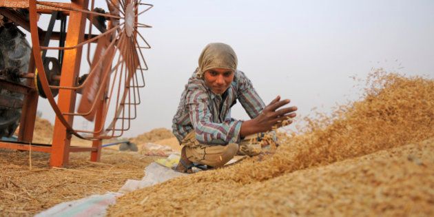 NOIDA, INDIA - NOVEMBER 23: A farmer work in a paddy field as he collects rice stalk from a threshing machine during crop harvesting, on November 23, 2015 in Noida, India. India is one of the world's largest producers of white rice and brown rice, accounting for 20% of all world rice production. Rice is India's pre-eminent crop and is the staple food of the people of the eastern and southern parts of the country. (Photo by Burhaan Kinu/Hindustan Times via Getty Images)