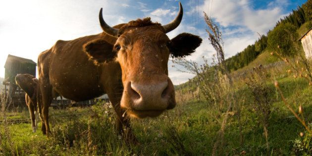 A close up of a cows head.