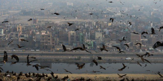 Birds fly through a cloud of pollution which envelops aresidential area near the Anand Vihar District of New Delhi on January 8, 2016. AFP PHOTO / CHANDAN KHANNA / AFP / Chandan Khanna (Photo credit should read CHANDAN KHANNA/AFP/Getty Images)