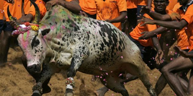 Indian youth attempt to catch a bull during a bull-taming festival known as Jallikattu at Palamedu Village near Madurai, some 500 kms south of Chennai, on January 16, 2011. The event was held as part of Tamil New Year 'Ponggal' celebrations. AFP/STR (Photo credit should read STRDEL/AFP/Getty Images)