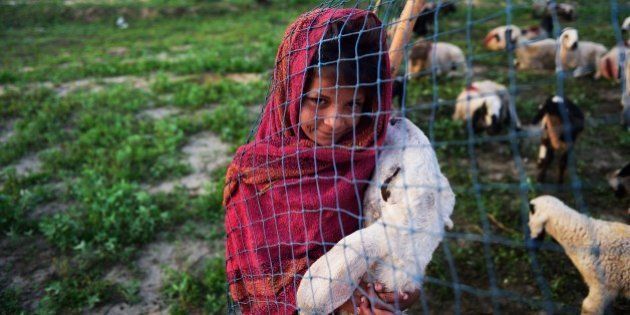 In this photograph taken on March 25, 2015, the daughter of Indian nomadic shepherds Mansa, 8, holds her favourite sheep Bhuri at her familiy's camp in Sikri in Faridabad some 50 kms from New Delhi. The shepherds trek long distances in search of pasture for their 2,500 sheep which they make a living from by selling the male lambs and their wool. While the men graze and milk the sheep, the familiy's women cook, fetch water and churn butter, and move from camp to camp year-round, stopping for baths and laundry only when they find accessible water, and eventually make their way home to the western state of Rajasthan. The family earns approximately 250,000 rupees ($4,032) every six months. AFP PHOTO/MONEY SHARMA (Photo credit should read MONEY SHARMA/AFP/Getty Images)