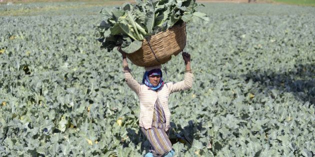 Indian farmer Gomtiben lifts a basket loaded with cauliflowers in a field in Rasalpur village, some 50 km from Ahmedabad, on January 26, 2016. AFP PHOTO / Sam PANTHAKY / AFP / SAM PANTHAKY (Photo credit should read SAM PANTHAKY/AFP/Getty Images)