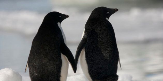 Adelie penguins standing side by side touching flippers on Paulet Island, Antarctica