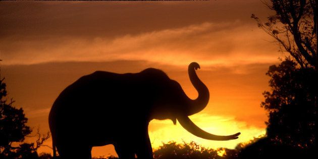 Silhouette of elephant, India.