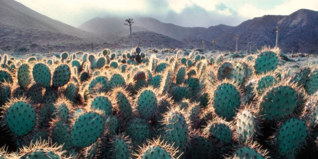 Cacti, Opuntia cacti, on Cedros Island, Baja California, Mexico