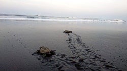 These Villagers Are Saving Endangered Olive Ridley Turtles, And You Can Join In