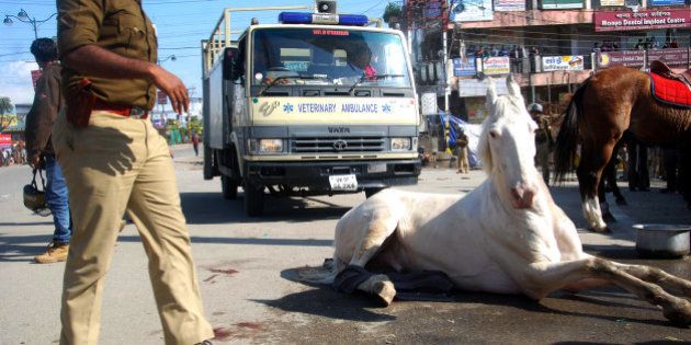 DEHRADUN, INDIA - MARCH 14: Police horse Shaktimaan got his leg fracture after allegedly beaten by BJP MLA during a BJP rally at Vidhansabha, on March 14, 2016 in Dehradun, India. (Photo by Vinay Santosh Kumar/Hindustan Times via Getty Images)