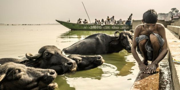 Varanasi, India - October 08, 2015 Man washing clothes in the Ganges river beside water buffaloes Varanasi India. The Ganges river with 2525 km is the holiest river according to Hinduism. Unfortunately it is under a big human pressure nowadays and is very contaminated in its course in Varanasi.