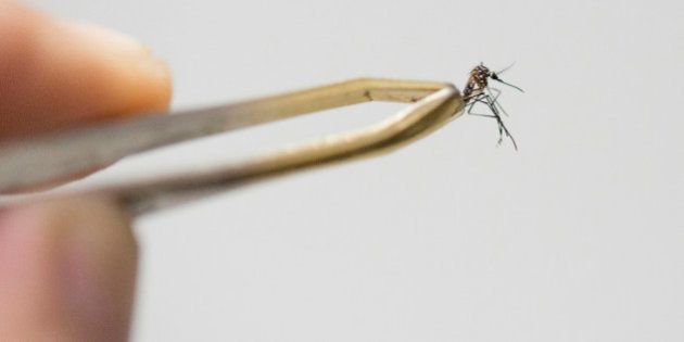 SAO PAULO, BRAZIL - MARCH 04: Aedes aegypti mosquito, the species which transmits the dengue virus, chikungunya fever and zika is photographed on March 04, 2016 in Sao Paulo, Brazil. (Photo by William Volcov/Brazil Photo Press/LatinContent/Getty Images)