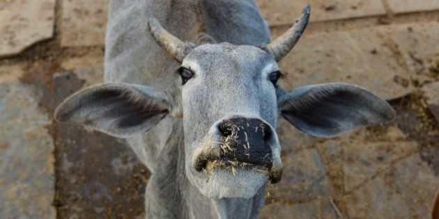 To go with India-politics-religion-beef,FOCUS by Abhaya SRIVASTAVAIn this photograph taken on November 5, 2015, a cow looks on at a cow shelter owned by Babulal Jangir, a rustic self-styled leader of cow raiders, and Gau Raksha Dal (Cow Protection Squad) in Taranagar in the desert state of Rajasthan. Cow slaughter and consumption of beef are banned in Rajasthan and many other states of officially secular India which has substantial Muslim and Christian populations, and almost every night a vigilante squad lie in wait for suspected cattle smugglers, in a bid to enforce the ban. AFP PHOTO/CHANDAN KHANNA (Photo credit should read Chandan Khanna/AFP/Getty Images)