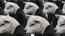 Dear Indian VCs, Your Herd Mentality Is Killing