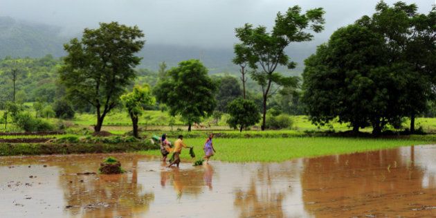 Locals working in paddy fields near Pune, India. Most of the villages around Pune are dependent of yearly monsoon for rice cultivation.