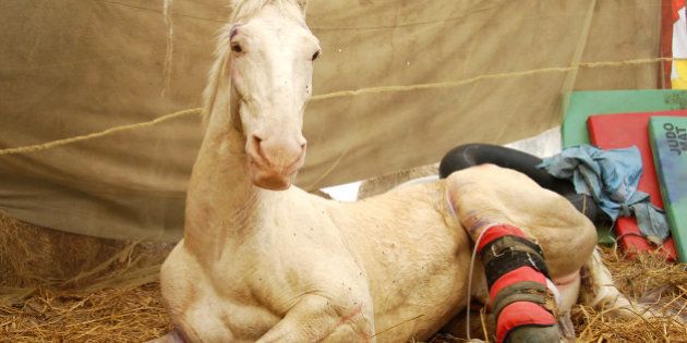DEHRADUN, INDIA - APRIL 4: Police horse Shaktiman, who got injured during a BJP rally, being treated at Police Lines on April 4, 2016 in Dehradun, India. Injured limb of Shaktiman had to be amputated. Prosthetic limb has been designed for Shaktiman. His rehabilitation efforts were finally paying off as he was now able to stand and sit on prosthetic limb without any help. (Photo by Vinay Santosh Kumar/Hindustan Times via Getty Images)