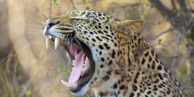 The coloring of the leopard varies from white to bright golden brown, spotted with black spots and rosettes. The rosettes consist of groups of 5 to 6 spots arranged in a tight ring. It is carnivorous, eating small animals and medium size antelope. It is one of the Big Five animals of Southern Africa.