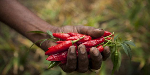 A farmer picks ripe red chillies which will be sold as fairtrade chillies.
