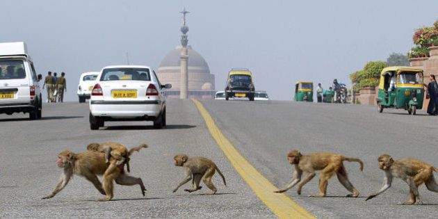 New Delhi, INDIA: (FILES) In this picture taken 23 February 2006, Monkeys cross the road in front of India's Presidential Palace and government buildings in New Delhi. Indian MPs demanded protection 16 May 2007, from hordes of monkeys which have invaded the parliament building, ministries and departments in the national capital. The debate coincided with court orders to transport captured monkeys from New Delhi to a nearby wildlife sanctuary. AFP PHOTO/RAVEENDRAN (Photo credit should read RAVEENDRAN/AFP/Getty Images)