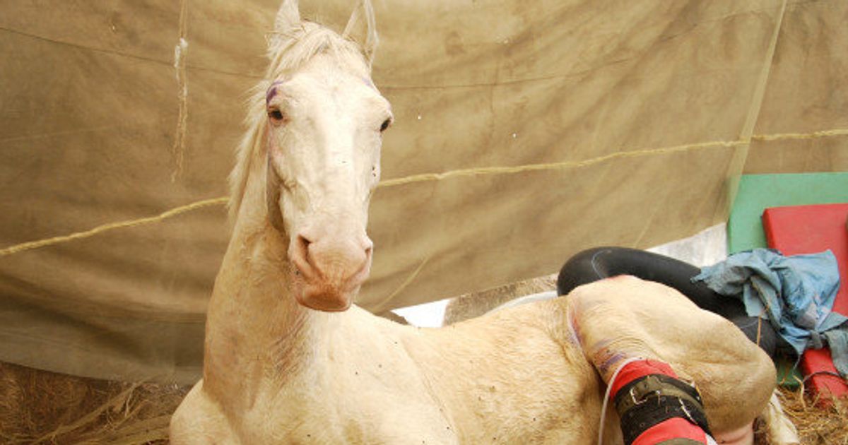 Injured Uttarakhand Police Horse Shaktiman Dies HuffPost News